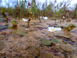 Attēlu rezultāti vaicājumam “Hydrocharis morsus-ranae”