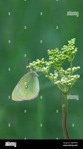Attēlu rezultāti vaicājumam “Colias palaeno female”