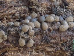 Attēlu rezultāti vaicājumam “Diderma testaceum sessile”