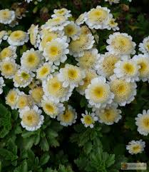 Image result for Tanacetum parthenium 'Tetraweiss'