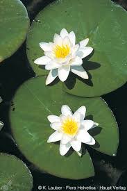 Attēlu rezultāti vaicājumam “Nymphaea alba”