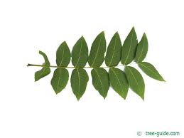 Attēlu rezultāti vaicājumam “Juglans x sinensis leaf”
