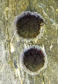 Attēlu rezultāti vaicājumam “Stemonitis fusca spores”