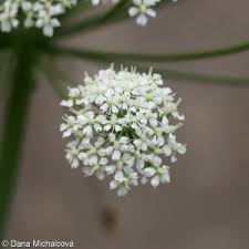 Attēlu rezultāti vaicājumam “Laserpitium latifolium flower”