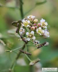 Attēlu rezultāti vaicājumam “Capsella bursa-pastoris bud”