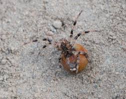 Attēlu rezultāti vaicājumam “Araneus quadratus male”