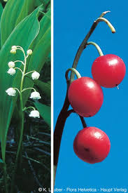 Attēlu rezultāti vaicājumam “Convallaria majalis fruit”