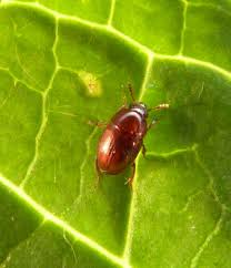 Attēlu rezultāti vaicājumam “Leiodidae larva”