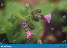 Attēlu rezultāti vaicājumam “Pulmonaria obscura bud”
