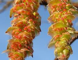 Attēlu rezultāti vaicājumam “Carpinus betulus male flower”