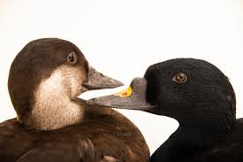 Attēlu rezultāti vaicājumam “Melanitta nigra male”