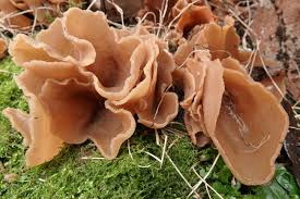 Attēlu rezultāti vaicājumam “Peziza badia”