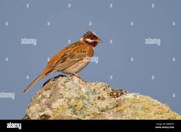 Image result for Emberiza leucocephalos