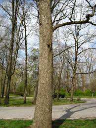 Attēlu rezultāti vaicājumam “Carya cordiformis”