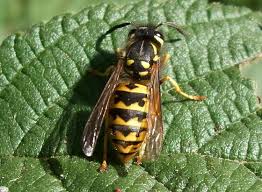 Attēlu rezultāti vaicājumam “Vespidae”