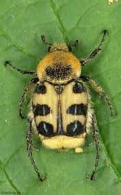 Attēlu rezultāti vaicājumam “Trichius fasciatus imago”