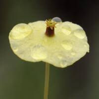 Attēlu rezultāti vaicājumam “Splachnum ampullaceum sporophyte”