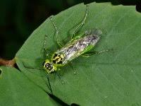 Attēlu rezultāti vaicājumam “Rhogogaster viridis”