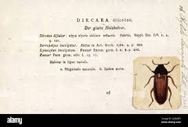 Attēlu rezultāti vaicājumam “Xylita laevigata”