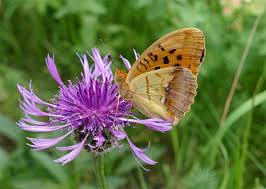 Attēlu rezultāti vaicājumam “Argynnis laodice female”
