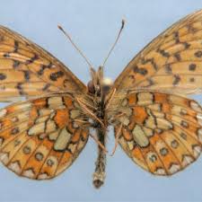 Attēlu rezultāti vaicājumam “Boloria eunomia underside”