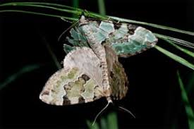 Attēlu rezultāti vaicājumam “Colostygia pectinataria male”