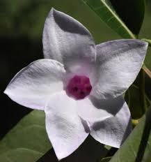 Attēlu rezultāti vaicājumam “Apocynaceae”