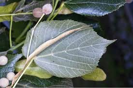 Attēlu rezultāti vaicājumam “Tilia platyphyllos subsp. cordifolia”