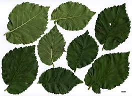 Attēlu rezultāti vaicājumam “Ulmus x hollandica leaf”