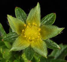 Attēlu rezultāti vaicājumam “Potentilla norvegica flower”