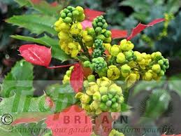 Attēlu rezultāti vaicājumam “Mahonia aquifolium bud”