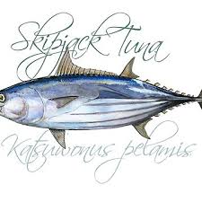 Image result for Katsuwonus pelamis