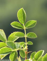 Attēlu rezultāti vaicājumam “Rosa subcanina leaf”