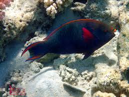 Image result for Scarus niger