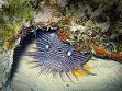 Arrecifes de Cozumel National Park - Wikipedia, the free encyclopedia
