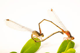 Attēlu rezultāti vaicājumam “Jalla dumosa imago”