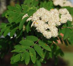 Attēlu rezultāti vaicājumam “Sorbus aucuparia flower”