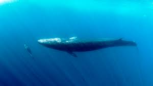 Image result for Balaenoptera borealis