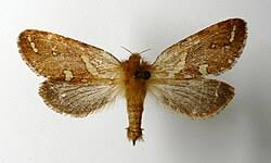 Attēlu rezultāti vaicājumam “Phymatopus hecta”