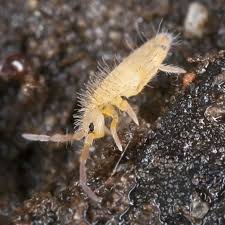 Attēlu rezultāti vaicājumam “Neophilaenus lineatus”