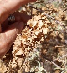 Attēlu rezultāti vaicājumam “Atriplex calotheca flower”