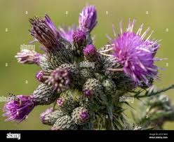 Attēlu rezultāti vaicājumam “Cirsium palustre flower”