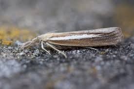 Attēlu rezultāti vaicājumam “Agriphila selasella”