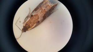 Attēlu rezultāti vaicājumam “Ancylis myrtillana”