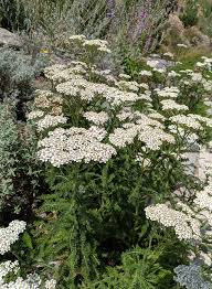 Image result for Achillea millefolium