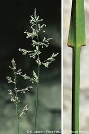 Attēlu rezultāti vaicājumam “Poa compressa”