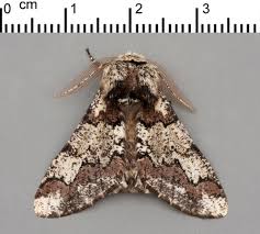 Attēlu rezultāti vaicājumam “Biston strataria”