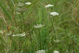 Attēlu rezultāti vaicājumam “Cnidium dubium”