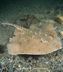 Image result for Raja straeleni