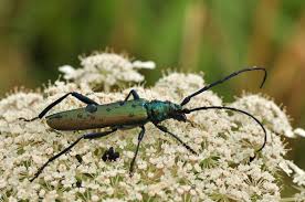 Attēlu rezultāti vaicājumam “Aromia moschata”